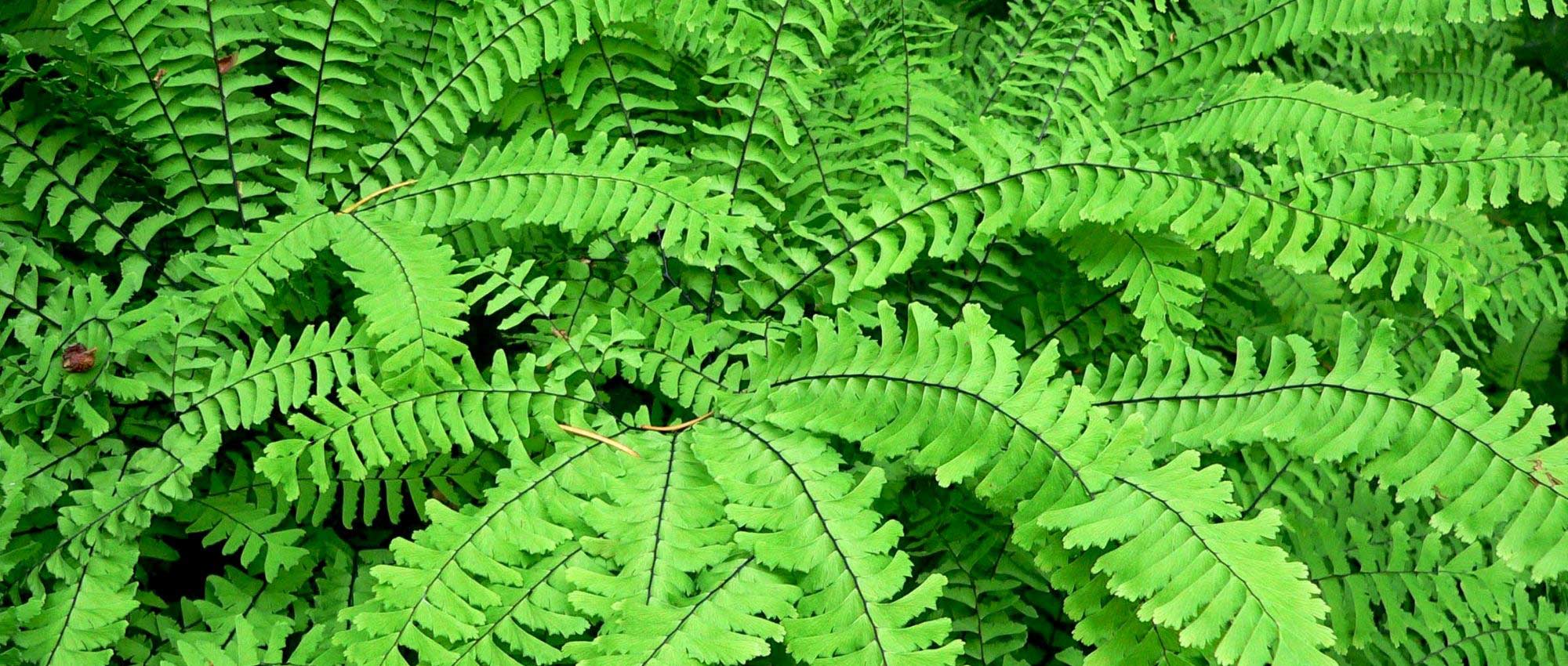 A Avenca ou Adiantum: plantação, cultivo e manutenção