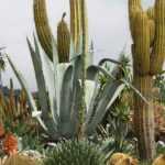 Cactos-estrela e orelhas-de-porco de exterior: Plantar, cultivar e cuidar