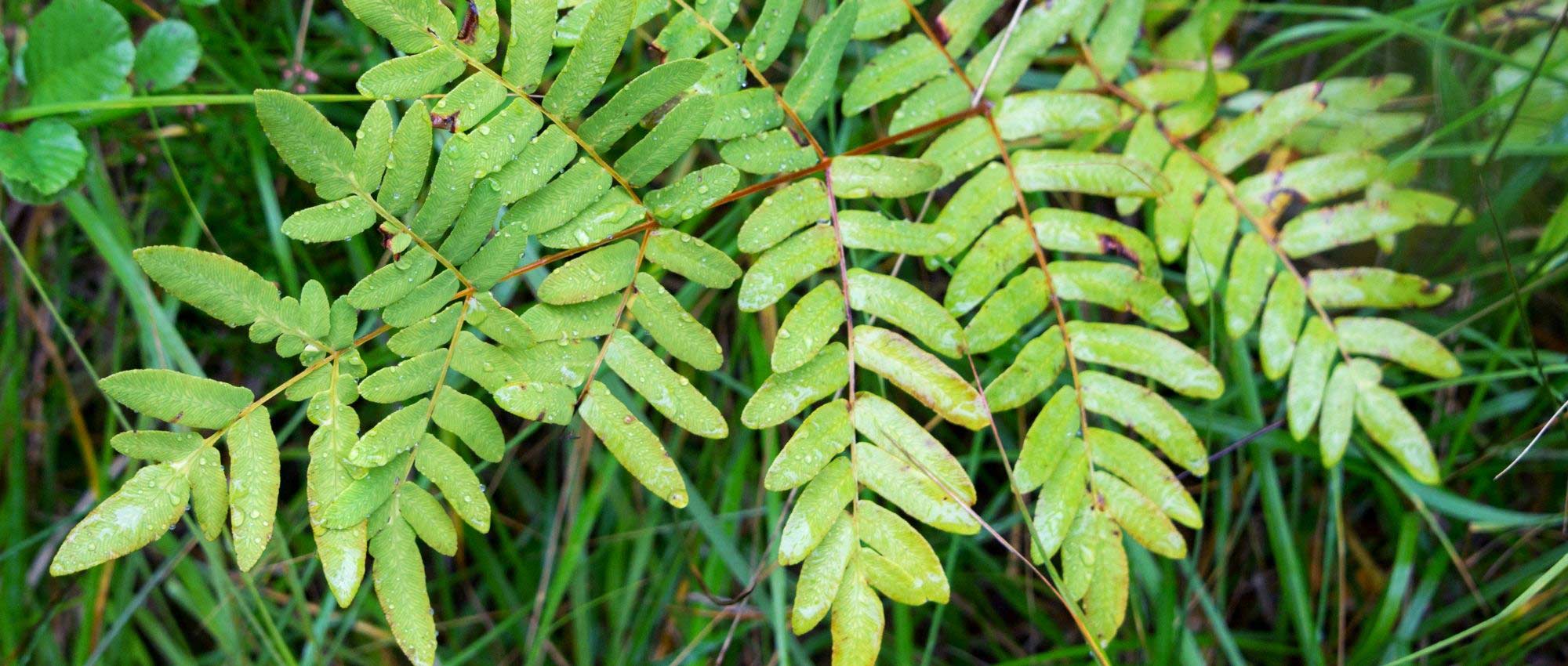 Os Fetos-reais: Plantar, cultivar e manter