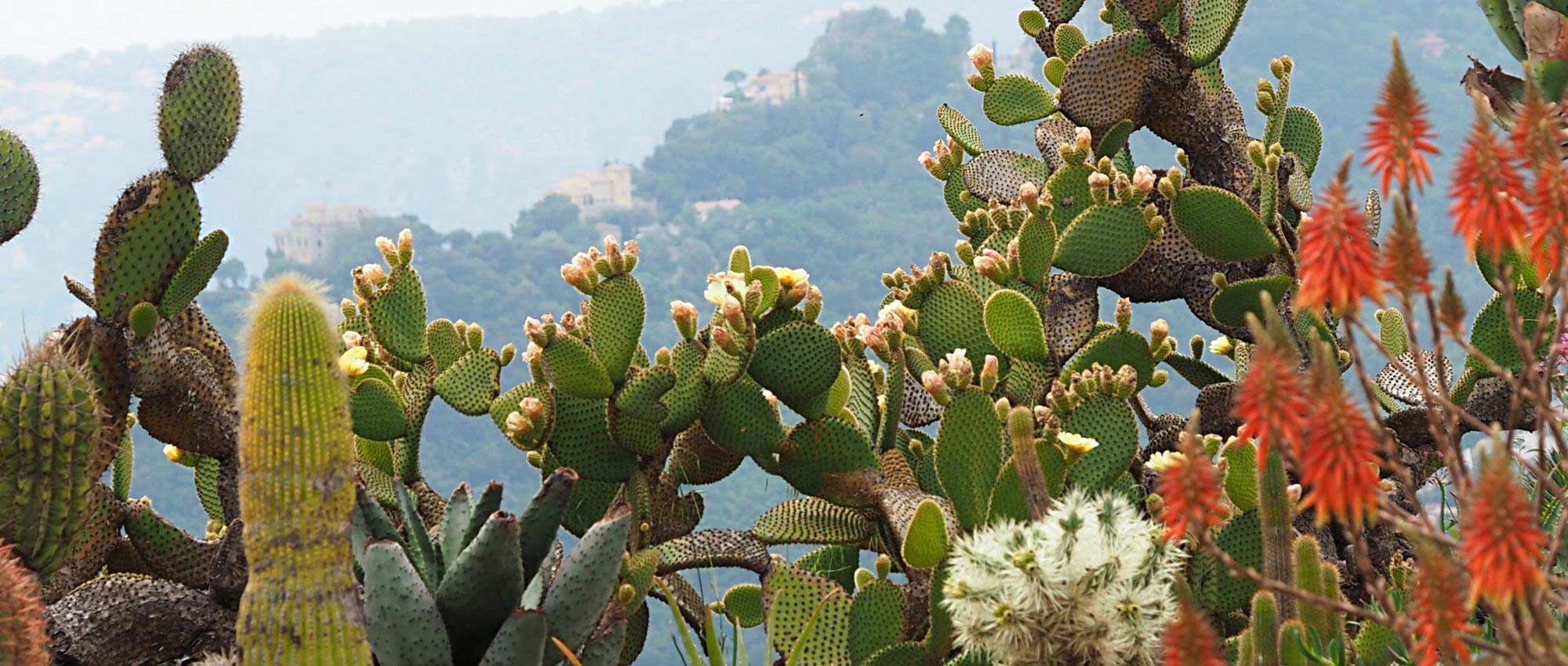 Como plantar cactos-estrela no jardim?