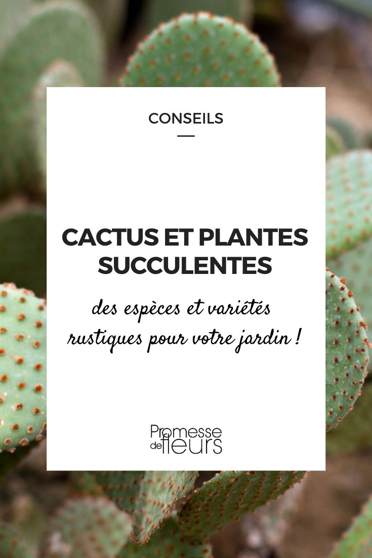 Cactos-estrela e plantas suculentas para o jardim