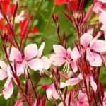 15 plantas perenes fáceis de propagar por estacaria
