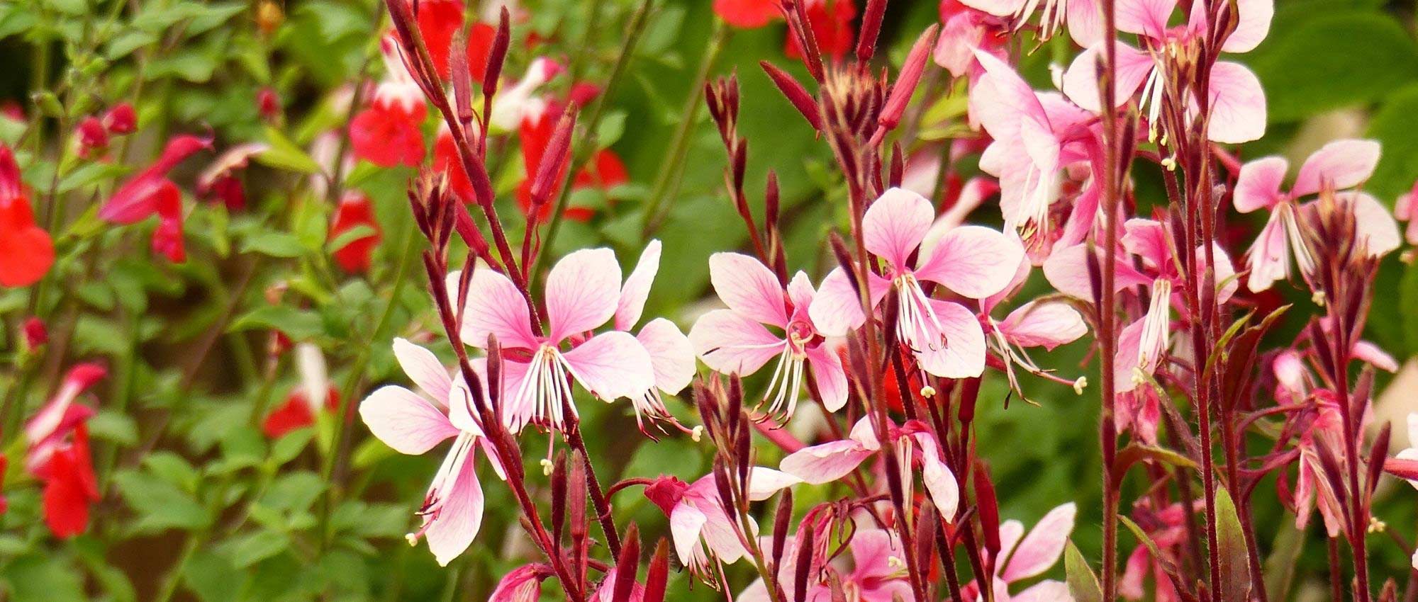 15 plantas perenes fáceis de propagar por estacaria