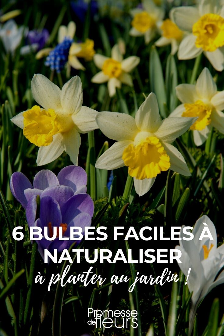 A nossa seleção de 6 bolbos fáceis de naturalizar no jardim
