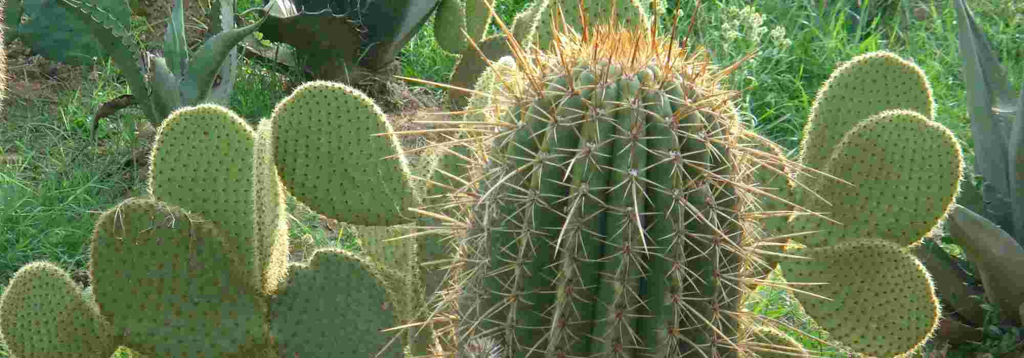 Que cactos-estrela e orelhas-de-porco para o meu jardim?