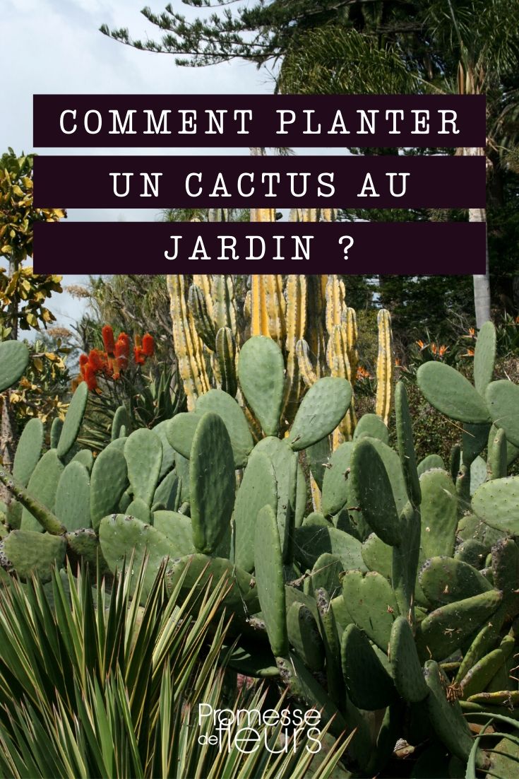 Plantar cactos-estrela no jardim com sucesso