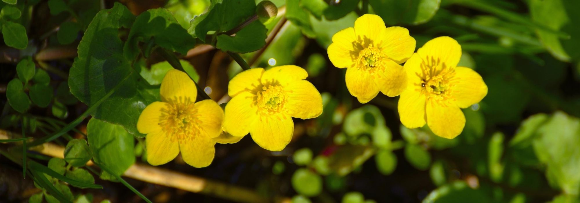 Calta-dos-pântanos, Caltha palustris: plantar, cultivar e cuidar
