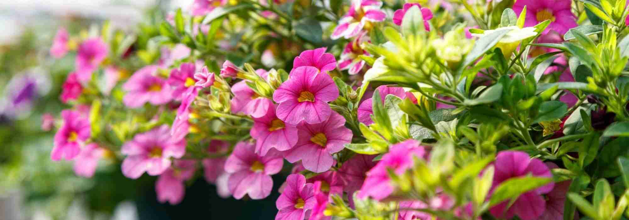 Belas suspensões de flores