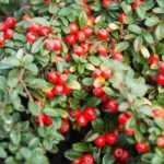 Cotoneaster: qual escolher?