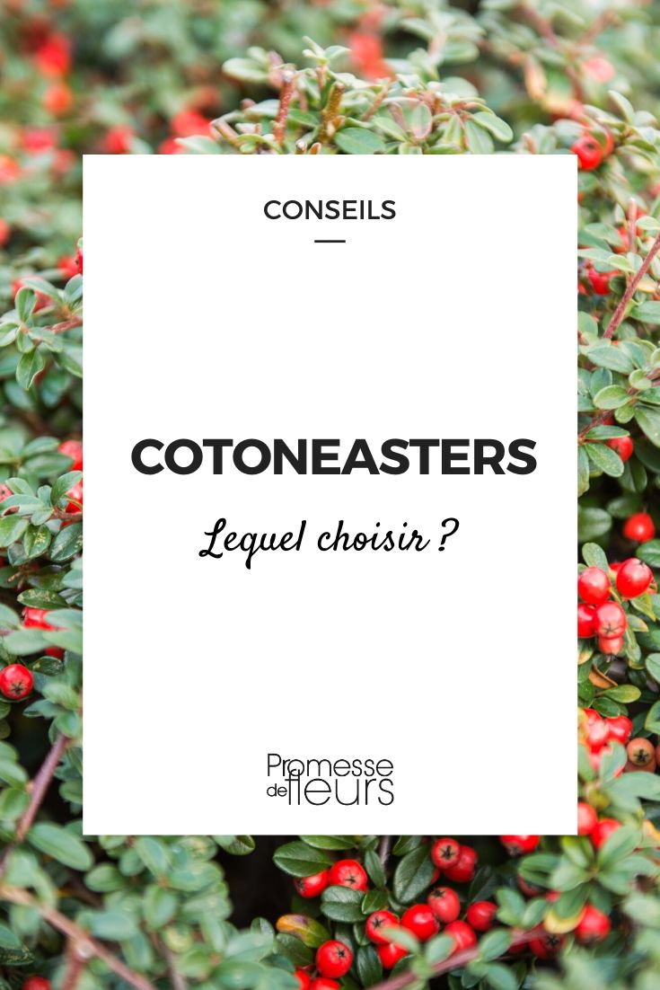 Cotoneaster: qual escolher?