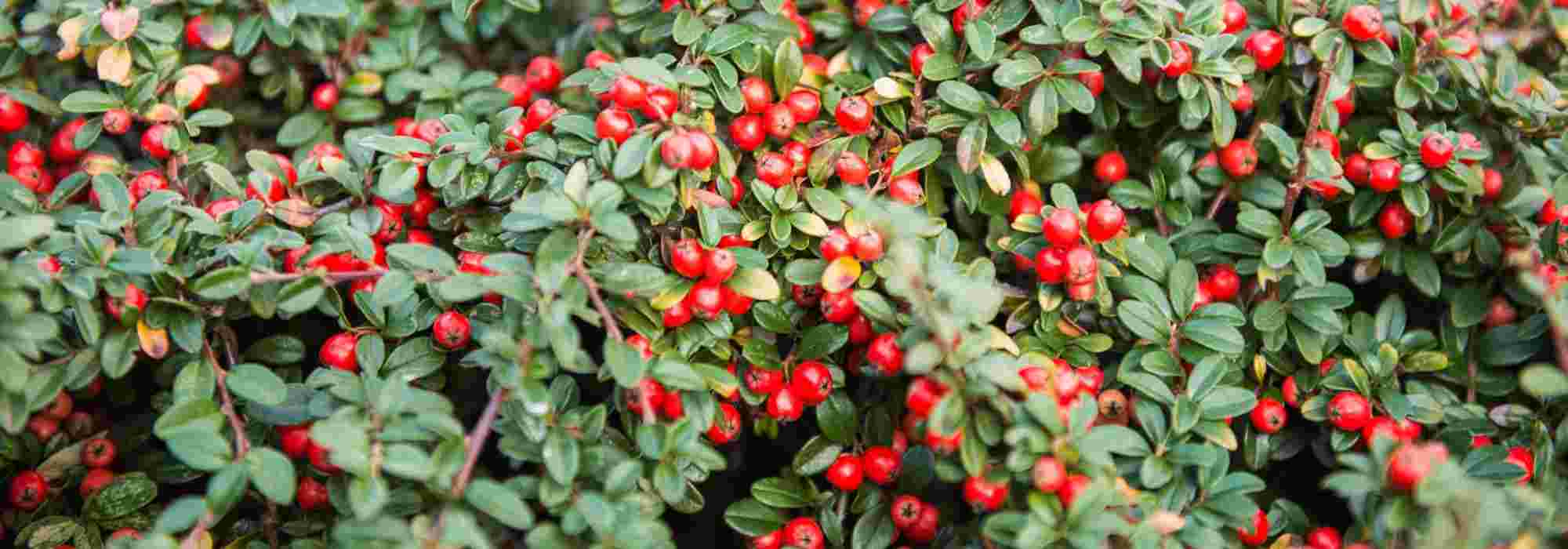 Cotoneaster: qual escolher?