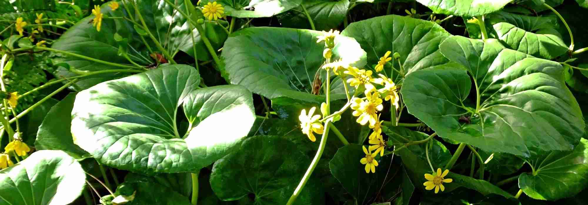 Farfugium japonicum: plantar, cultivar e tratar