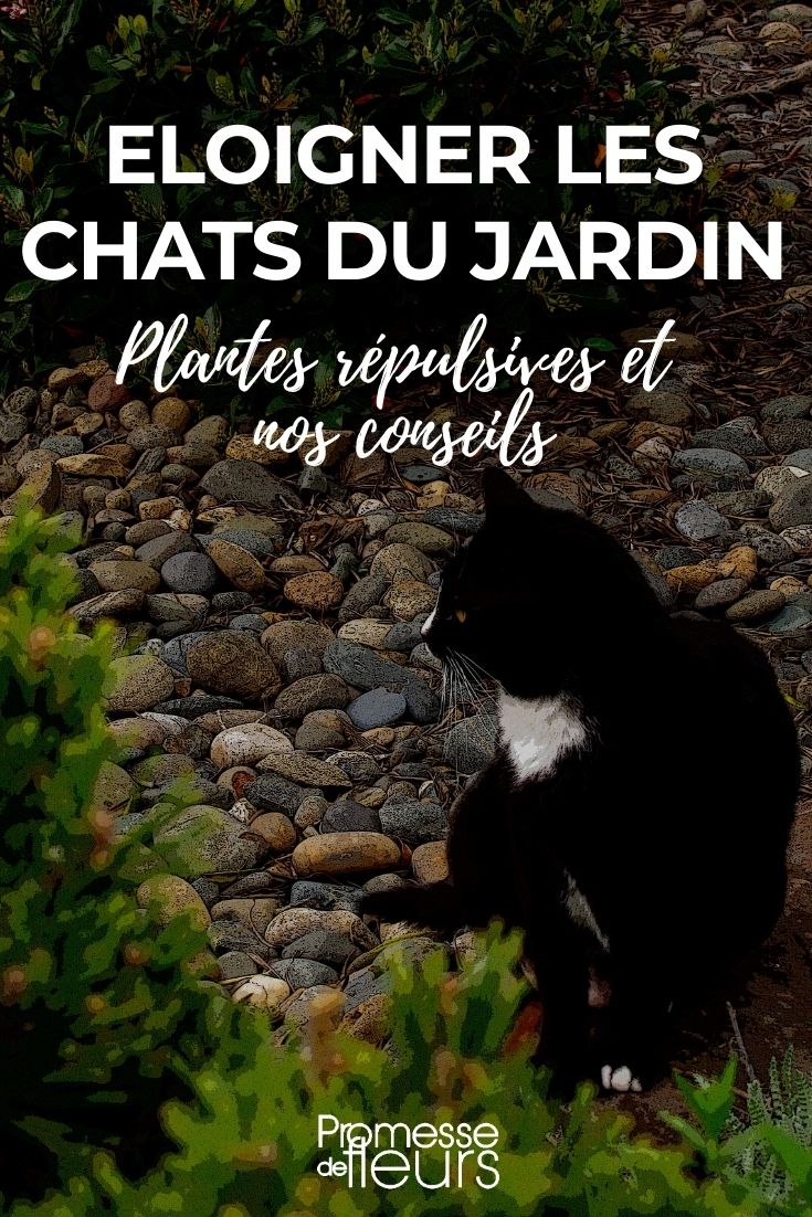 plantas repelentes para afastar os gatos do jardim