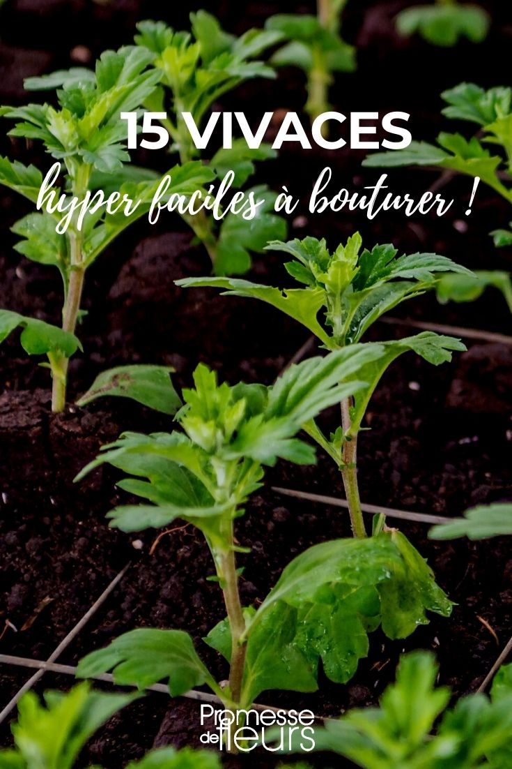 A nossa seleção de 15 plantas perenes muito fáceis de multiplicar por estacas