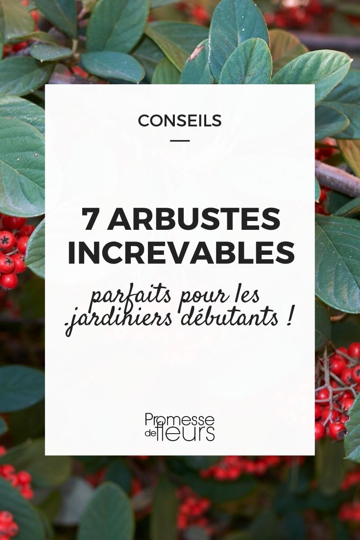 7 arbustos indestrutíveis para principiantes
