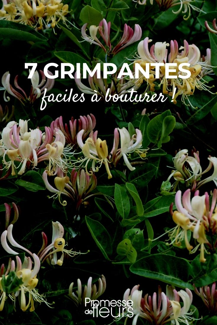 A nossa seleção de 7 plantas trepadeiras fáceis de multiplicar por estaca