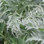 Cardo: plantação, cultivo, colheita