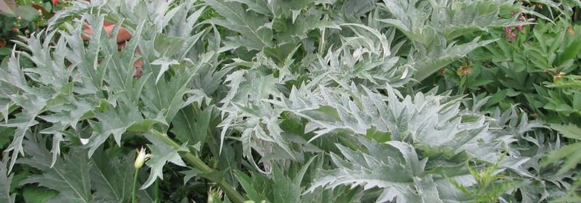 Cardo: plantação, cultivo, colheita