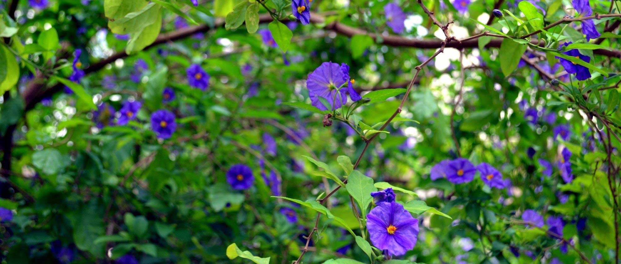 7 plantas trepadeiras fáceis de estacar