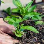 Jardinar sem magoar as costas: posturas e adaptações no jardim