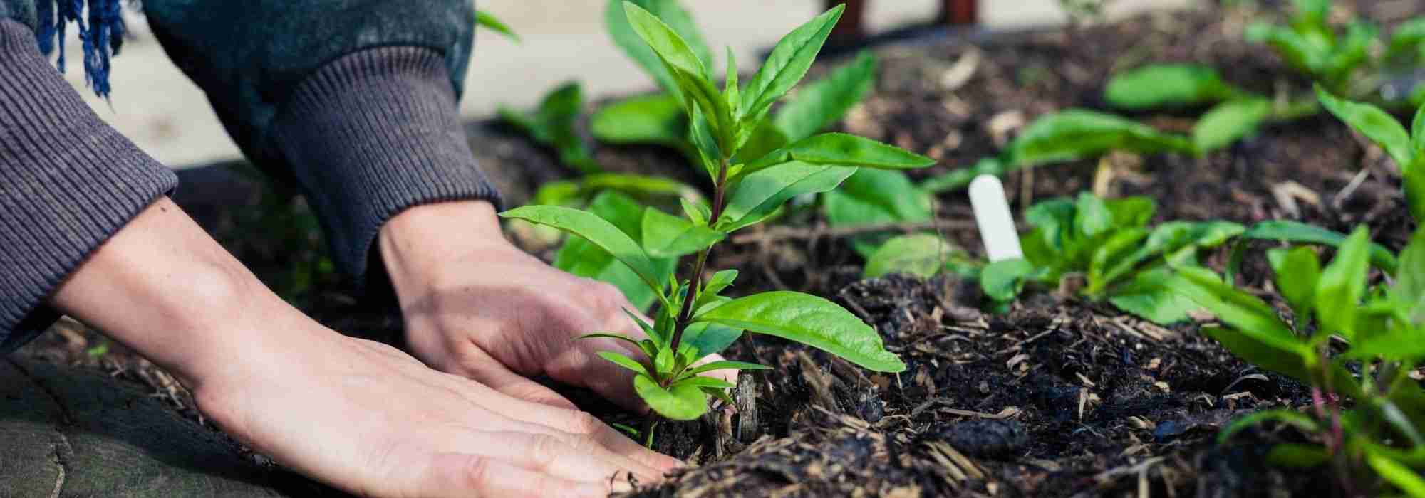 Jardinar sem magoar as costas: posturas e adaptações no jardim