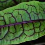 Azeda: plantar, cultivar, colher