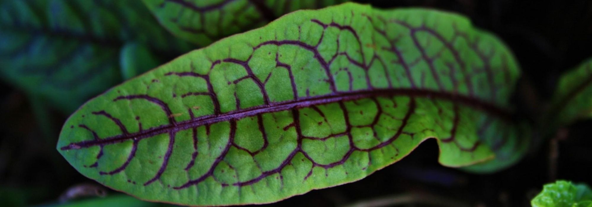 Azeda: plantar, cultivar, colher