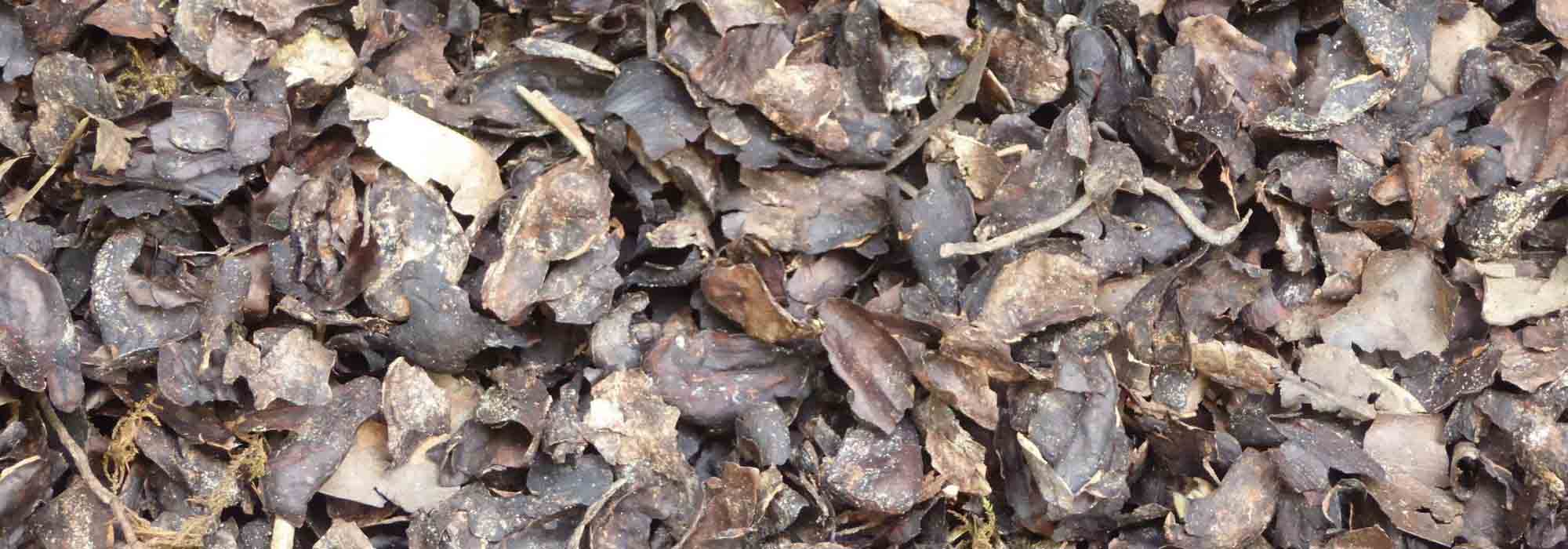 Mulching decorativo: dá estilo ao jardim!
