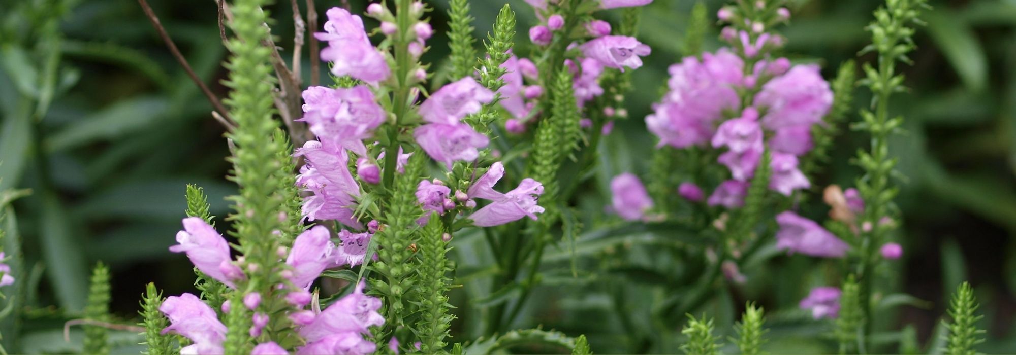 Fisostégia : plantação, cultivo, manutenção