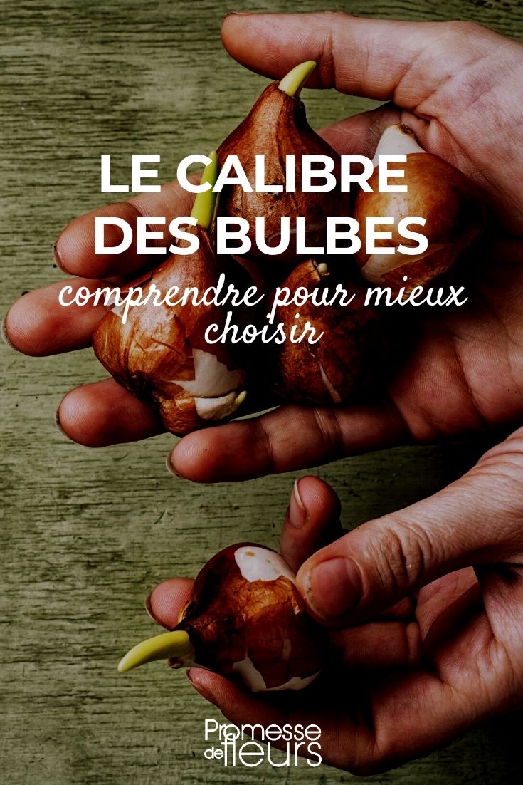 O calibre dos bolbos