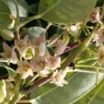 Holboellia (Goufla, Videira Azul da China): plantação, cultivo, manutenção