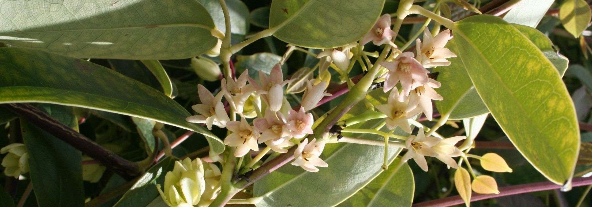 Holboellia (Goufla, Videira Azul da China): plantação, cultivo, manutenção