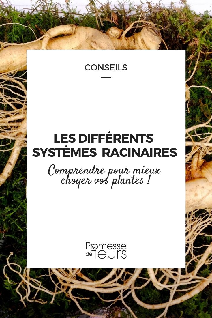 As raízes das plantas