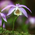 Pleione: plantar, cultivar e cuidar