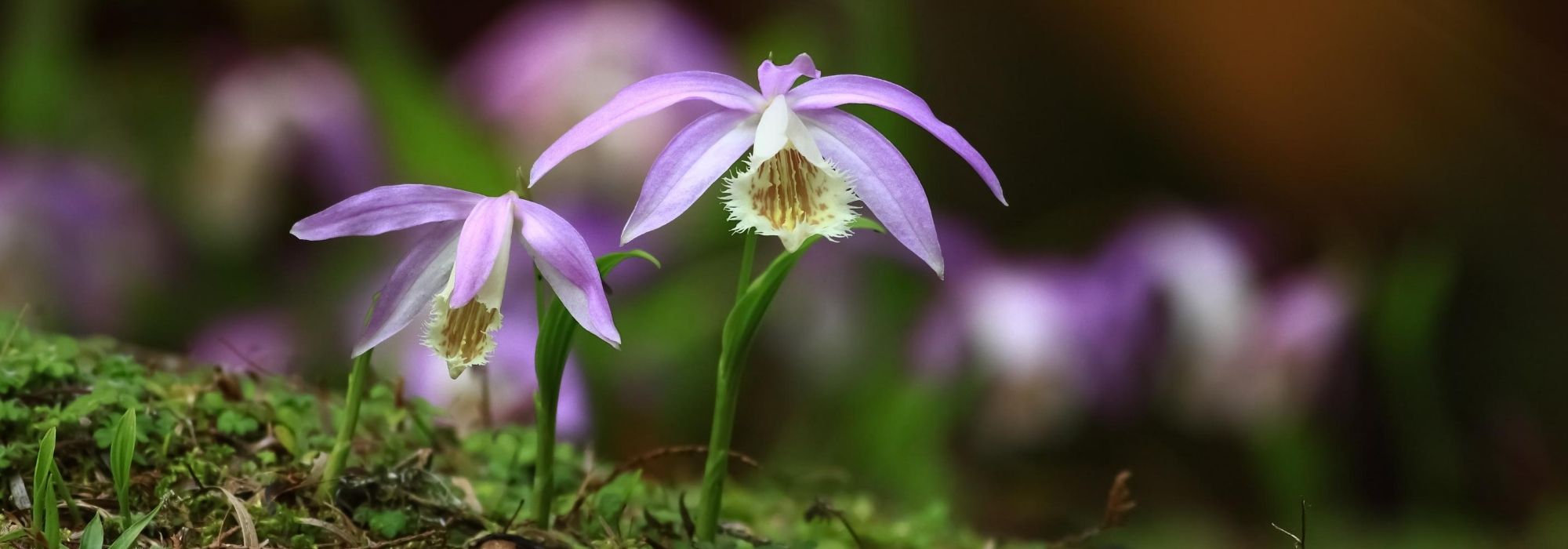 Pleione: plantar, cultivar e cuidar