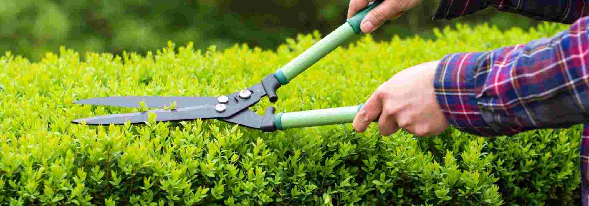 Corta-sebes manual: que tesoura de sebes escolher?