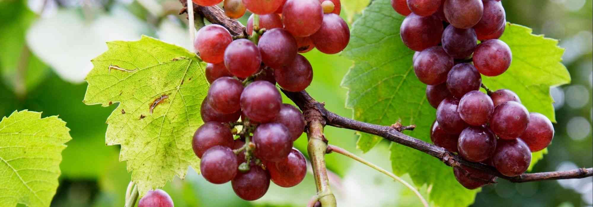 Cultivar um pé de videira em vaso