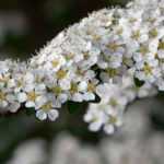 Arbustos de flores brancas: as melhores variedades