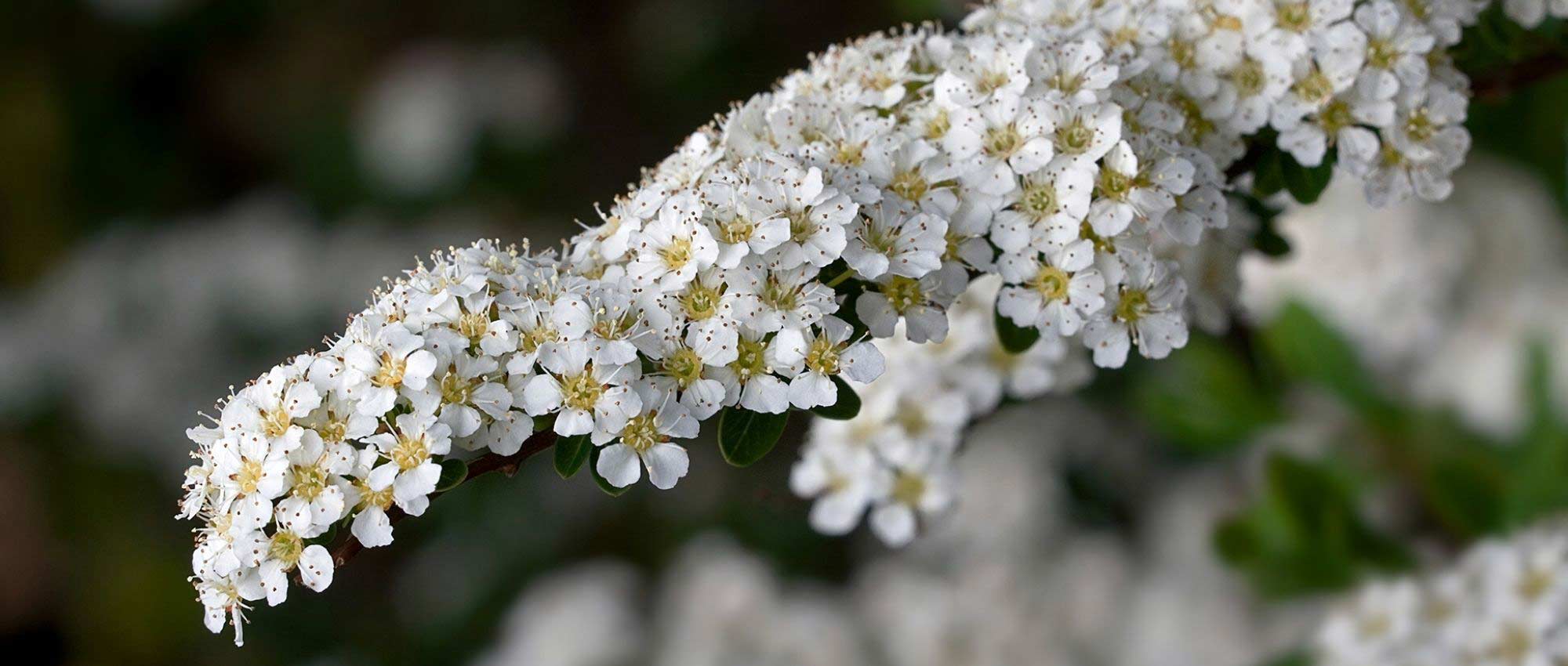 Arbustos de flores brancas: as melhores variedades
