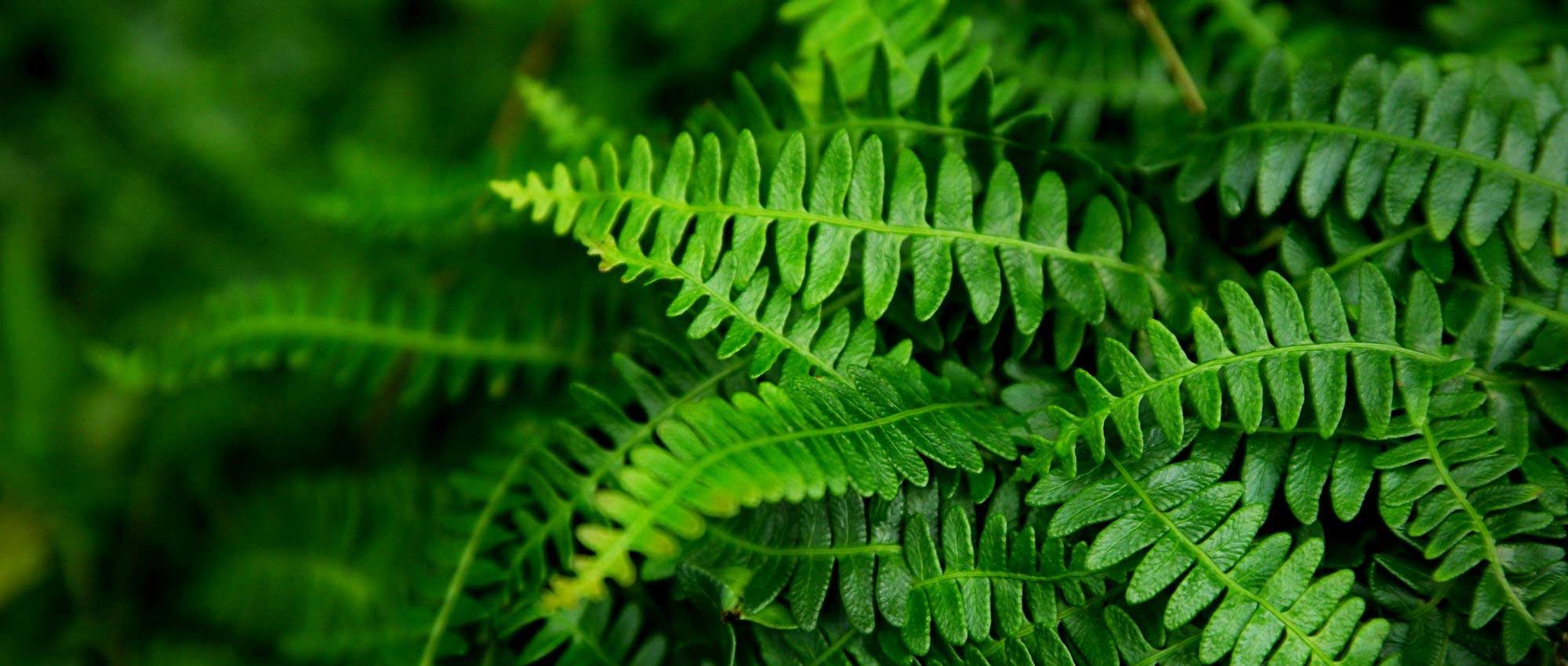 Feto-pente: plantar, cultivar e cuidar