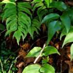 Cyrtomium : plantar, cultivar e cuidar