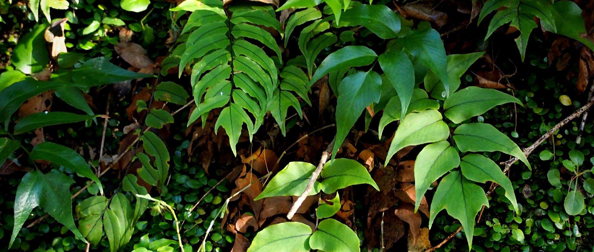 Cyrtomium : plantar, cultivar e cuidar