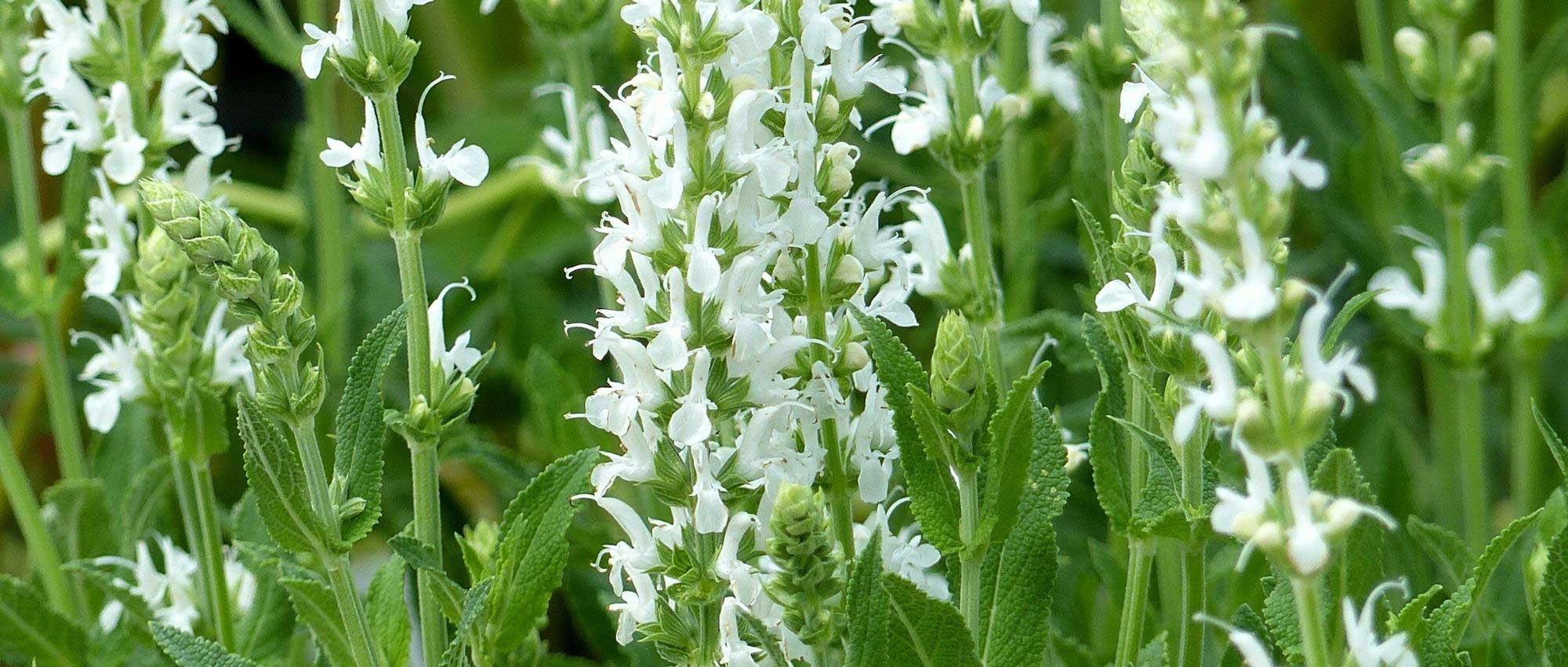 Plantas perenes de flores brancas: as melhores variedades