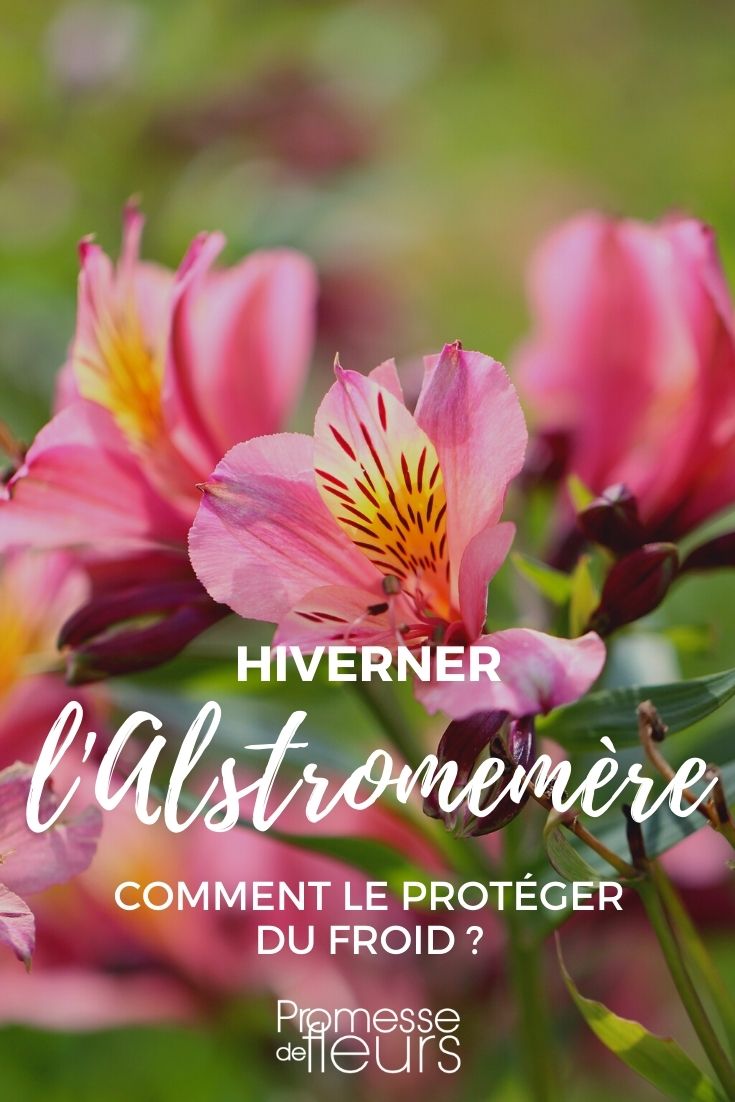Como proteger a alstroeméria do frio no inverno?