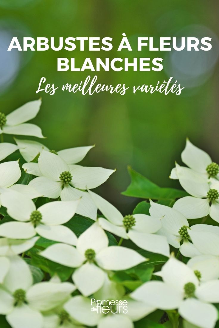 Os melhores arbustos de flores brancas