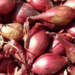 Echalota: plantação, cultivo, colheita