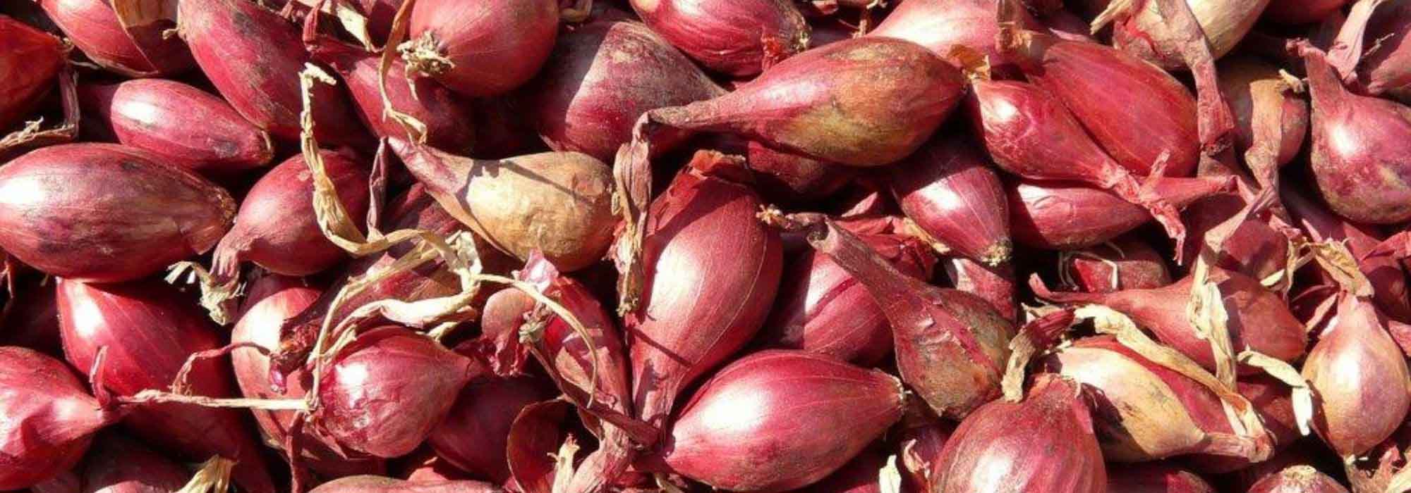 Echalota: plantação, cultivo, colheita