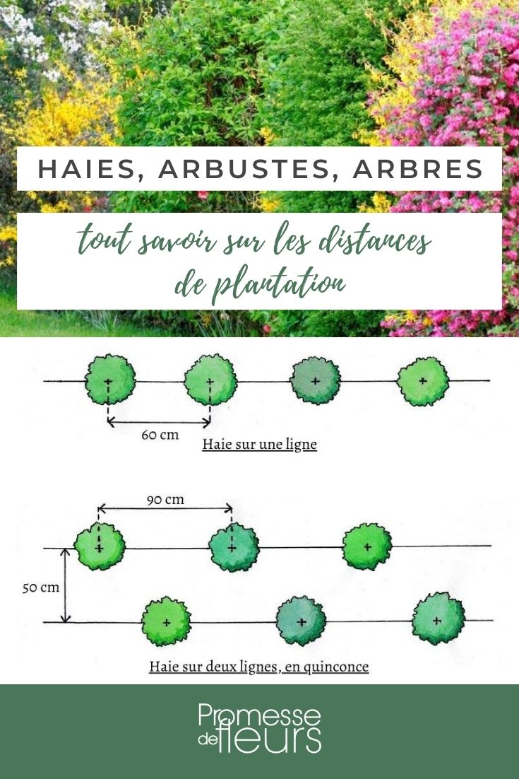 distâncias de plantação