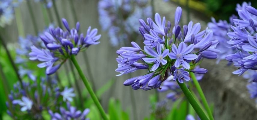 plantas para jardim mineral