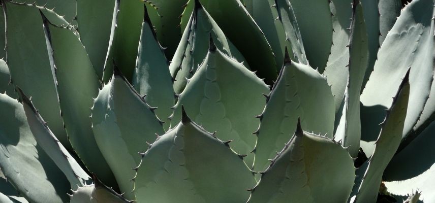 plantas para jardim mineral